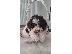 PoulaTo: Κουτάβια Lagotto Romagnolo
